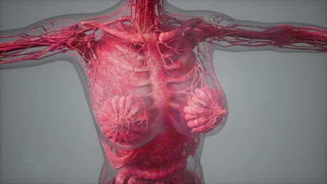 Modelo-Que-Muestra-La-Anatomía-De-La-Ilustración-Del-Cuerpo-Humano